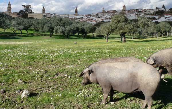 헤레스 데 로스 카바예로스 Buhardilla Rustica Mirando A Santa Catalina 아파트 외부 사진